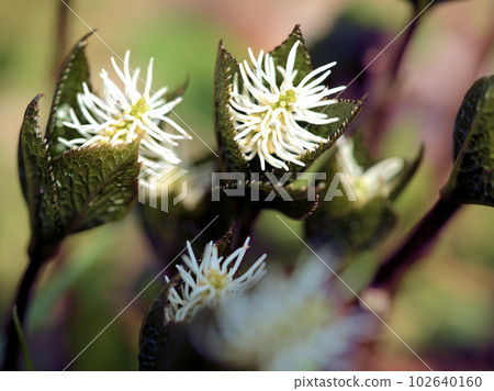 4 月盛開的白色一朵靜塚花 4 月盛開的白色一朵靜塚花 102640160