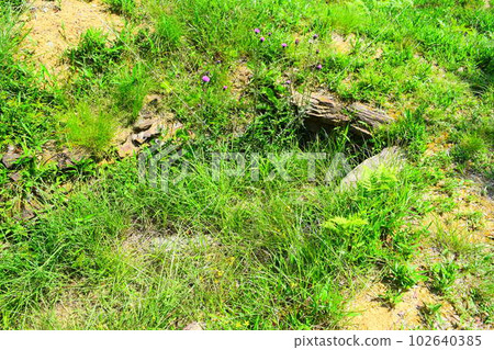 【國家指定特別史蹟】岩橋千塚古墳 【國家指定特別史蹟】岩橋千塚古墳 102640385