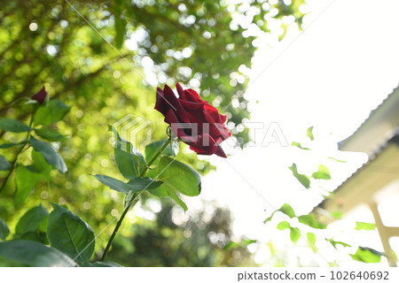 Crimson Rose Crimson Rose 102640692