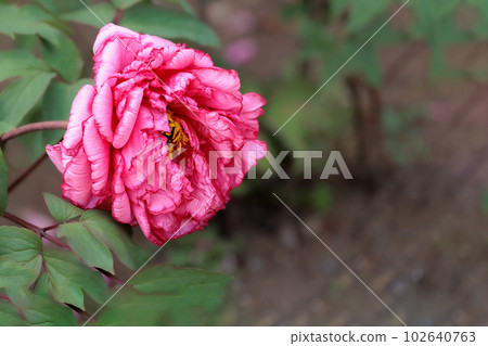 牡丹花以其多彩的光彩令人賞心悅目 牡丹花以其多彩的光彩令人賞心悅目 102640763