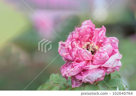 牡丹花以其多彩的光彩令人賞心悅目 牡丹花以其多彩的光彩令人賞心悅目 102640764