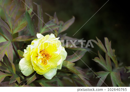 Peony flowers delight the eyes with their colorful splendor 102640765