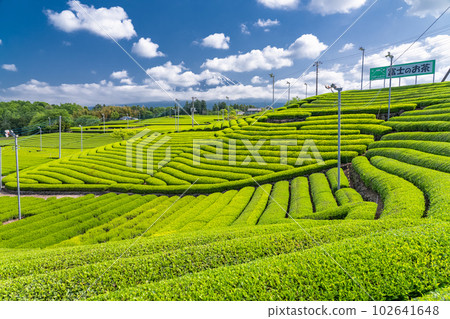 "Shizuoka Prefecture" Scenery of Mt. Fuji and a tea plantation "Shizuoka Prefecture" Scenery of Mt. Fuji and a tea plantation 102641648