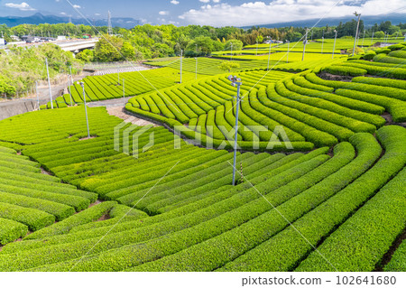 《靜岡縣》靜岡縣富士市初夏新茶發芽的茶園 《靜岡縣》靜岡縣富士市初夏新茶發芽的茶園 102641680