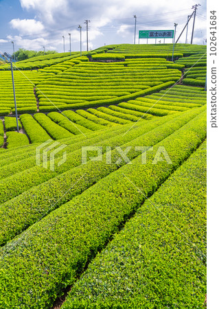 《Shizuoka Prefecture》A tea plantation in early summer where fresh tea sprouts, Fuji City, Shizuoka Prefecture 102641684
