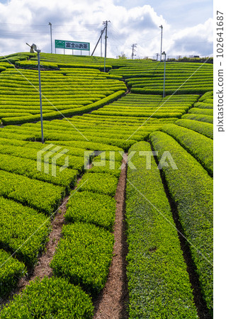 《靜岡縣》靜岡縣富士市初夏新茶發芽的茶園 102641687