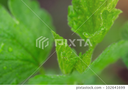 Green leaves soft focus macro photo. Leaves as a background with a narrow focal part. Green leaves soft focus macro photo. Leaves as a background with a narrow focal part. 102641699