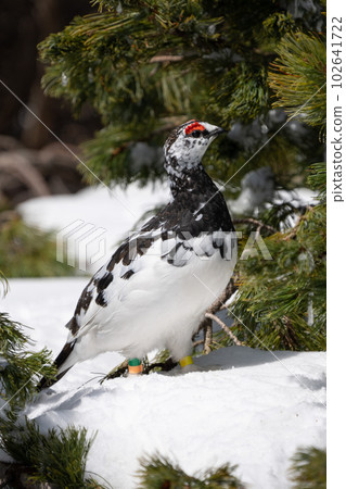 Male ptarmigan of the Tateyama mountain range 102641722