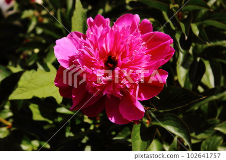A peony called "Blue Sapphire" bathing in the spring sunshine (2) A peony called "Blue Sapphire" bathing in the spring sunshine (2) 102641757