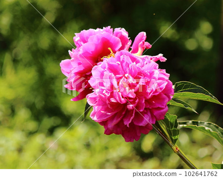 Pink Peony (2) named "Jinjitsu Tanoshimi" Pink Peony (2) named "Jinjitsu Tanoshimi" 102641762
