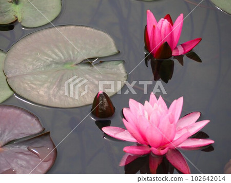 Water lily Lake Kizaki 102642014