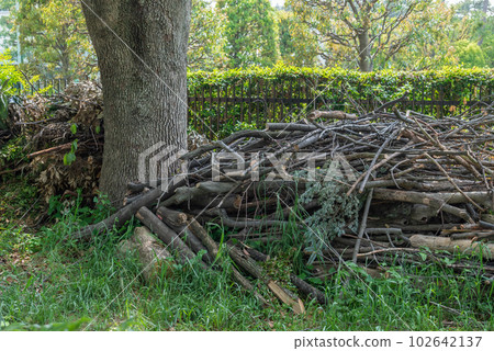 Pruning branches in natural parks 102642137