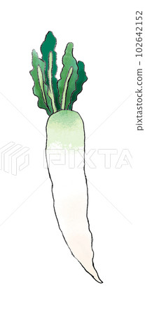 蘿蔔手繪插畫 102642152