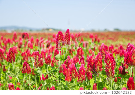 彩色草莓蠟燭 彩色草莓蠟燭 102642182