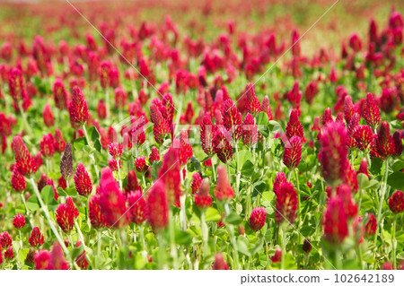 colorful strawberry candle colorful strawberry candle 102642189