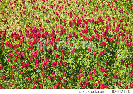 colorful strawberry candle colorful strawberry candle 102642198