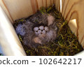 Great tit egg 102642217