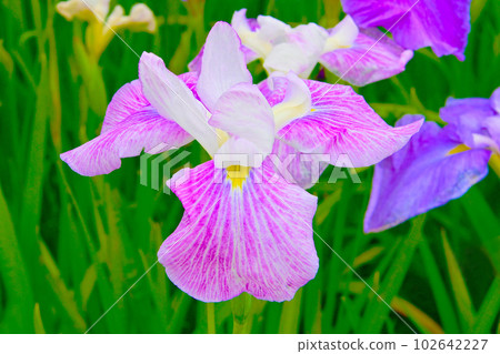 graceful and beautiful irises 102642227