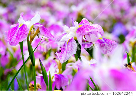 graceful and beautiful irises graceful and beautiful irises 102642244