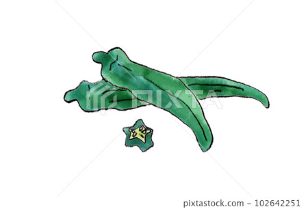 Okra hand-drawn illustration 102642251