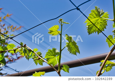 我的葡萄園第二年 102642289