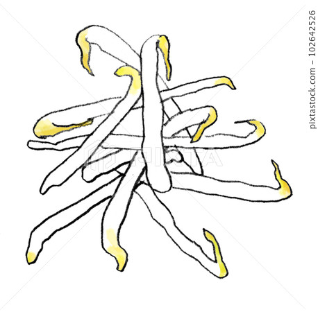豆芽手繪插畫 102642526