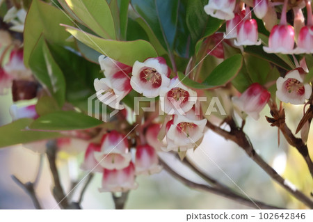 Landscape of flowering tree branches with white and red petals Koyasudodan flowers and green leaves Landscape of flowering tree branches with white and red petals Koyasudodan flowers and green leaves 102642846