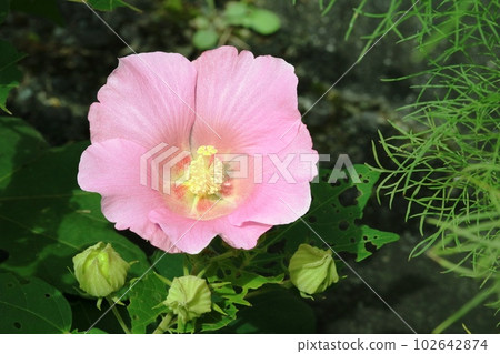 初秋芙蓉花開 初秋芙蓉花開 102642874