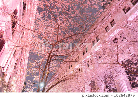"Tokyo" Night cherry blossoms in full bloom in Nihonbashi, light up of cherry blossoms "Tokyo" Night cherry blossoms in full bloom in Nihonbashi, light up of cherry blossoms 102642979