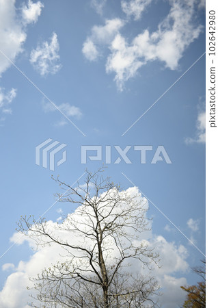 (Looking up at the sky) Cold trees, clouds, blue sky (Looking up at the sky) Cold trees, clouds, blue sky 102642980