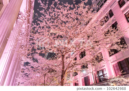 "Tokyo" Night cherry blossoms in full bloom in Nihonbashi, light up of cherry blossoms 102642988