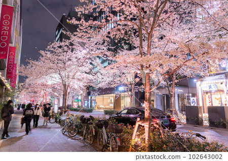 "Tokyo" Night cherry blossoms in full bloom in Nihonbashi, light up of cherry blossoms 102643002