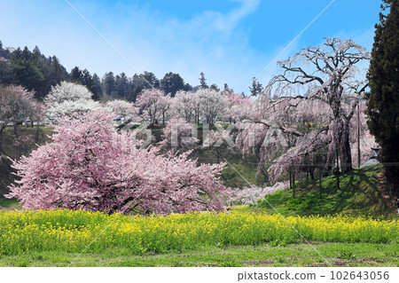 Cherry blossoms in Fukushima Prefecture: weeping cherry blossoms on the battlefield and surrounding cherry blossoms Cherry blossoms in Fukushima Prefecture: weeping cherry blossoms on the battlefield and surrounding cherry blossoms 102643056