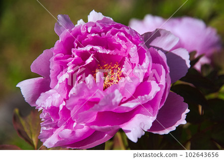 Manyo-no-Sato Ajimanoen with beautiful peonies 102643656