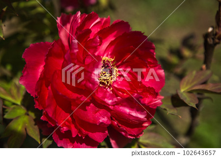 Manyo-no-Sato Ajimanoen with beautiful peonies 102643657