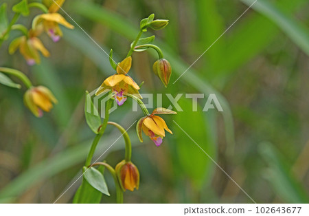 柿花，黃褐色花瓣，唇瓣上有美麗的紅紫色花紋，生長在濕地。 102643677