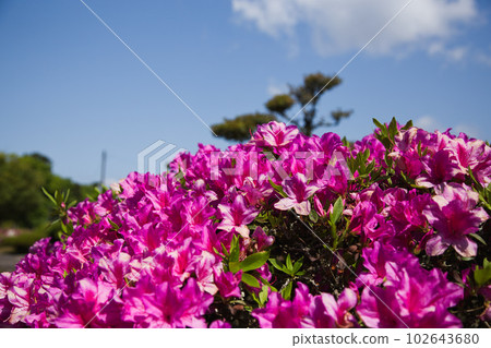 Manyo-no-Sato Ajimanoen with beautiful peonies Manyo-no-Sato Ajimanoen with beautiful peonies 102643680