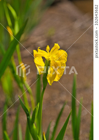 Manyo-no-Sato Ajimanoen with beautiful peonies Manyo-no-Sato Ajimanoen with beautiful peonies 102643682
