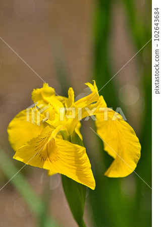 盛開美麗牡丹的萬葉之鄉味之苑 102643684