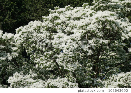 “Nanja Monja”盛開的花朵 “Nanja Monja”盛開的花朵 102643690