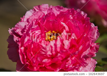 Manyo-no-Sato Ajimanoen with beautiful peonies Manyo-no-Sato Ajimanoen with beautiful peonies 102643697