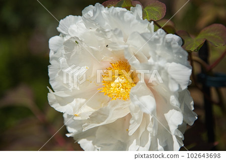 Manyo-no-Sato Ajimanoen with beautiful peonies 102643698