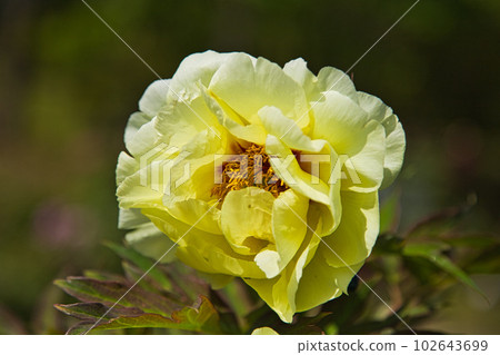 Manyo-no-Sato Ajimanoen with beautiful peonies Manyo-no-Sato Ajimanoen with beautiful peonies 102643699