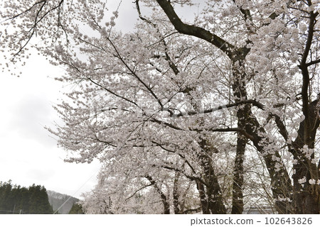 [Daisen City, Akita Prefecture] Cherry Blossoms in Kariyazawa Central Park 102643826