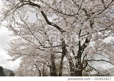 [Daisen City, Akita Prefecture] Cherry Blossoms in Kariyazawa Central Park 102643827