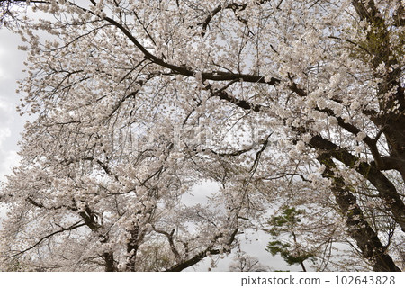 [Daisen City, Akita Prefecture] Cherry Blossoms in Kariyazawa Central Park 102643828
