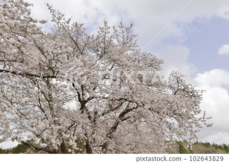 【秋田縣大山市】刈谷澤中央公園的櫻花 【秋田縣大山市】刈谷澤中央公園的櫻花 102643829