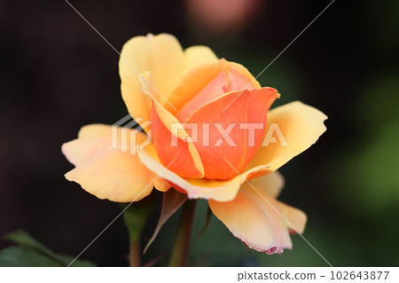 《Hiratsuka City, Kana Garden》Rose flower 《Hiratsuka City, Kana Garden》Rose flower 102643877