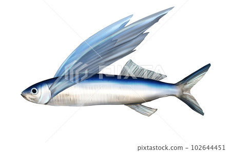 逼真的飛魚 逼真的飛魚 102644451