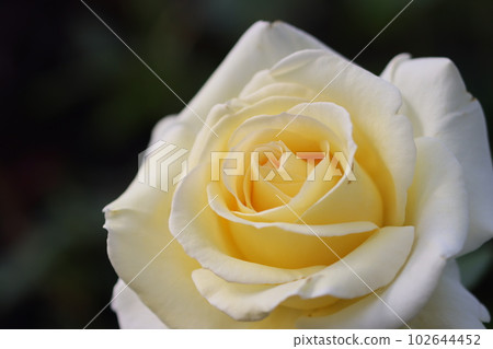 《平塚市假名園》薔薇花 《平塚市假名園》薔薇花 102644452